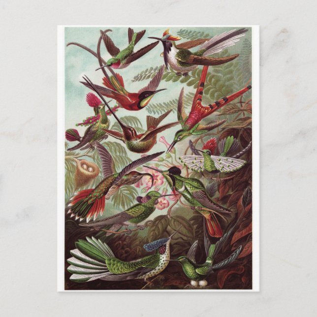 Ernst Haeckel Art Postcard: Trochilidae Vykort (Framsida)