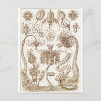 Ernst Haeckel Art Postcard: Tubulariae Vykort