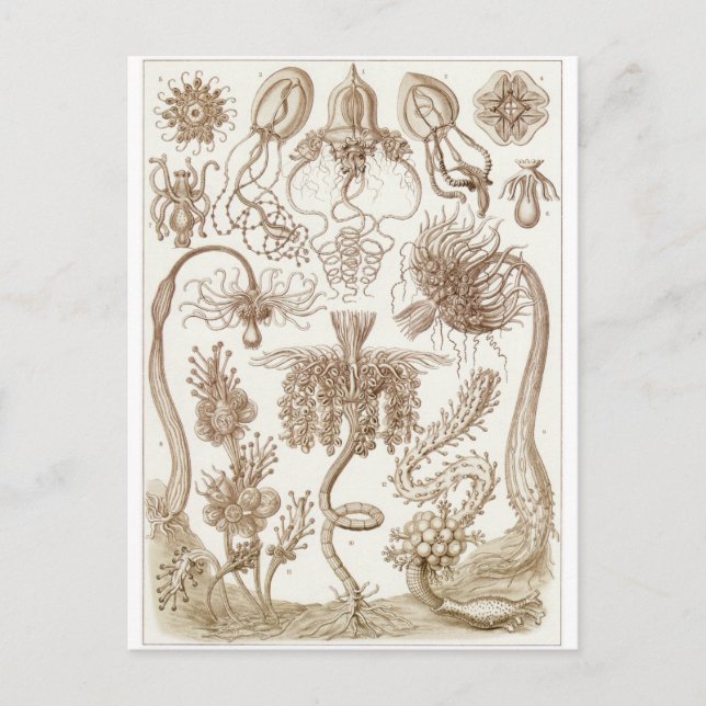 Ernst Haeckel Art Postcard: Tubulariae Vykort (Framsida)