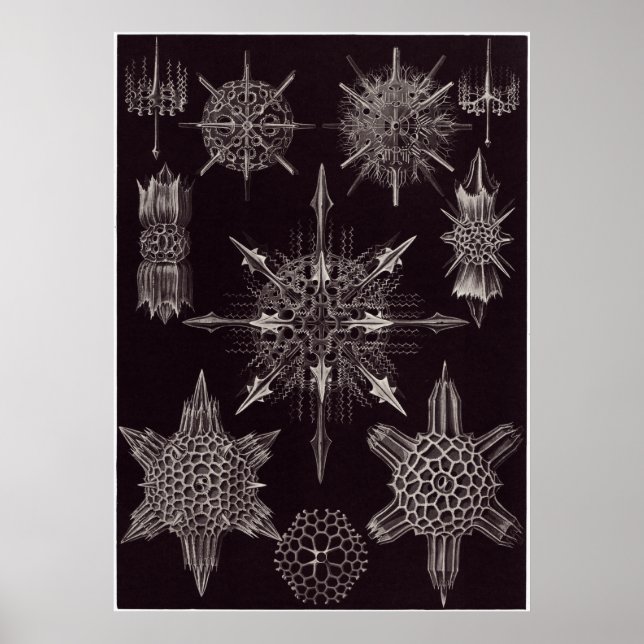 Ernst Haeckel Art Print: Acanthophracta Poster (Framsidan)