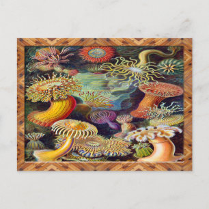 Ernst Haeckel Art Print:Actiniae Vykort