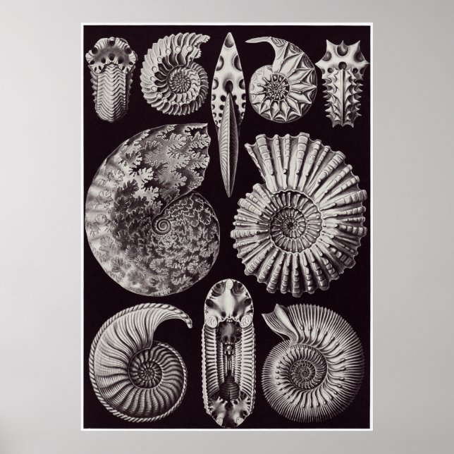 Ernst Haeckel Art Print: Ammonitida Poster (Framsidan)