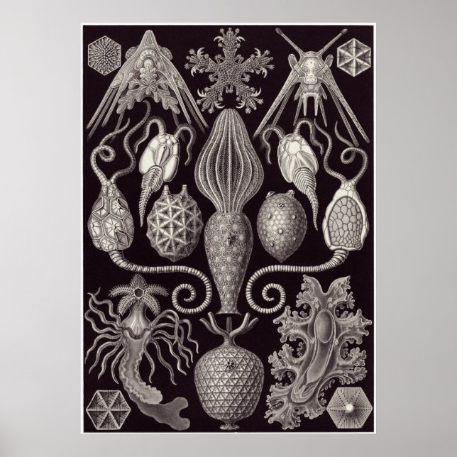 Ernst Haeckel Art Print: Amphoridea Poster (Framsidan)