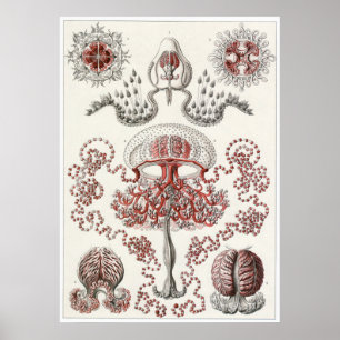 Ernst Haeckel Art Print: Anthomedusae Poster