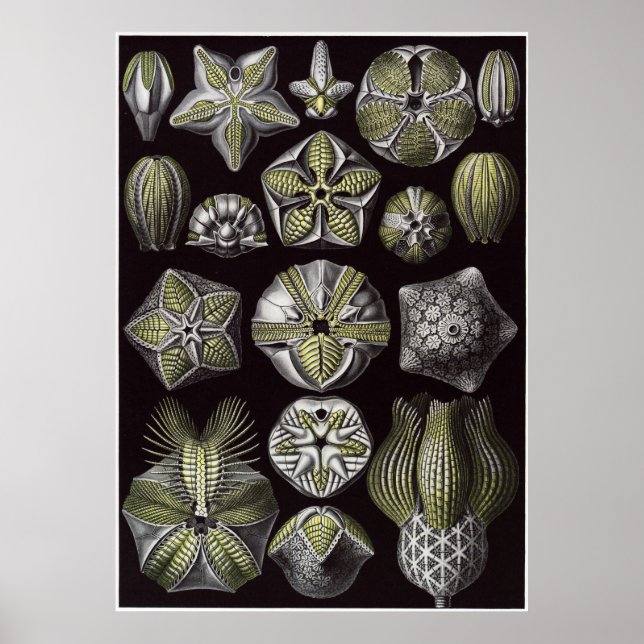 Ernst Haeckel Art Print: Blastoidea Poster (Framsidan)
