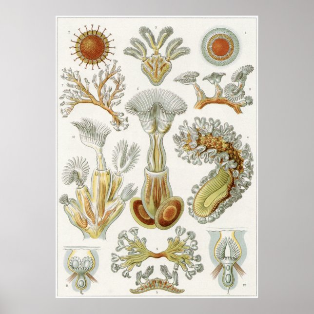 Ernst Haeckel Art Print: Bryozoa Poster (Framsidan)