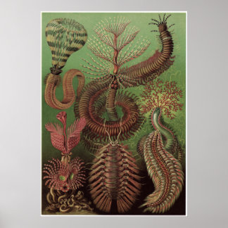 Ernst Haeckel Art Print: Chaetopoda Poster