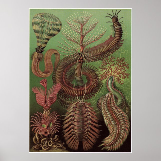 Ernst Haeckel Art Print: Chaetopoda Poster (Framsidan)