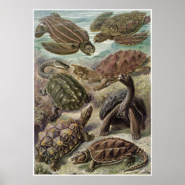 Ernst Haeckel Art Print: Chelonia Poster (Framsidan)