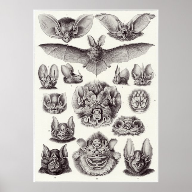 Ernst Haeckel Art Print: Chiroptera Poster (Framsidan)