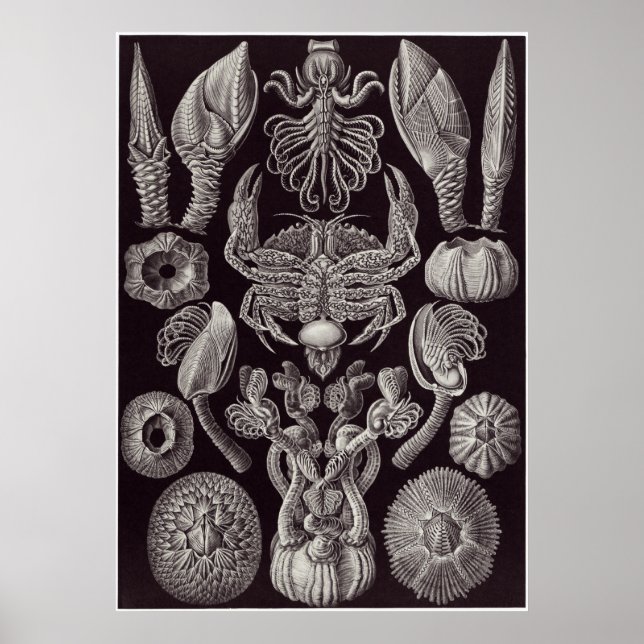 Ernst Haeckel Art Print: Cirripedia Poster (Framsidan)