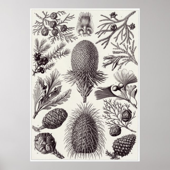 Ernst Haeckel Art Print: Coniferae Poster (Framsidan)