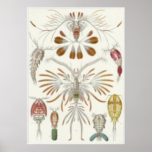 Ernst Haeckel Art Print: Copepoda Poster