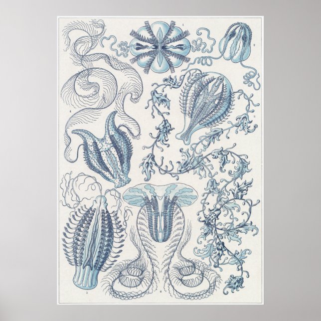 Ernst Haeckel Art Print: Ctenophorae Poster (Framsidan)