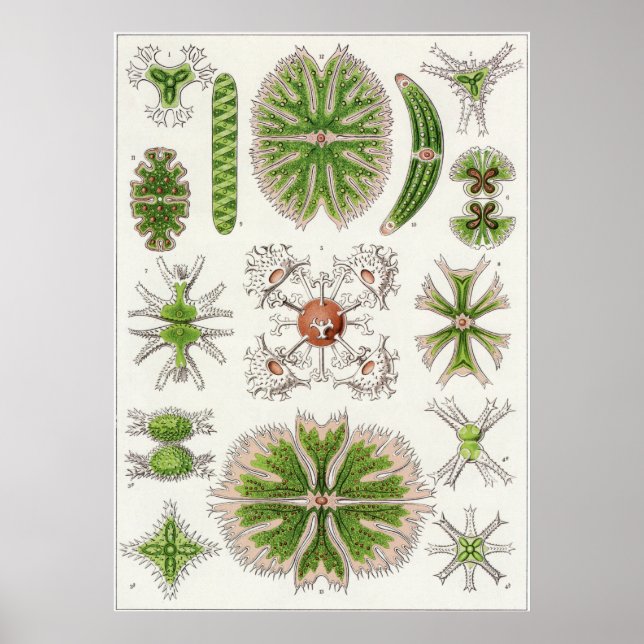 Ernst Haeckel Art Print: Desmidiea Poster (Framsidan)