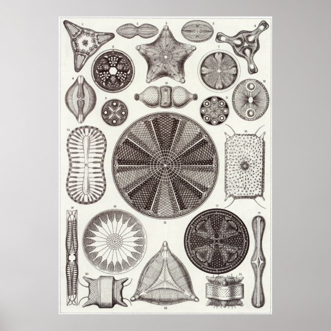 Ernst Haeckel Art Print: Diatomea Poster (Framsidan)