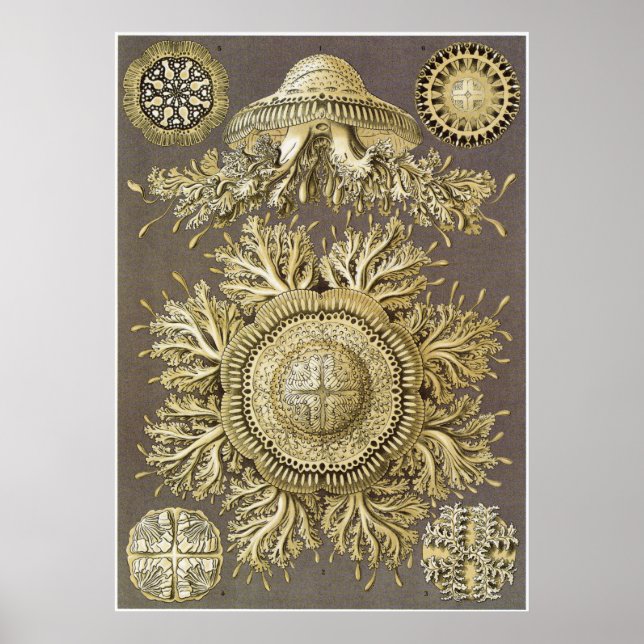Ernst Haeckel Art Print: Discomedusae Poster (Framsidan)