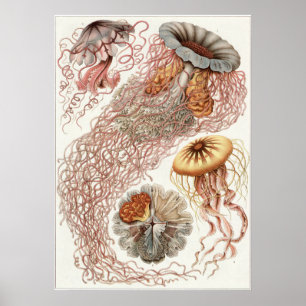 Ernst Haeckel Art Print: Discomedusae Poster