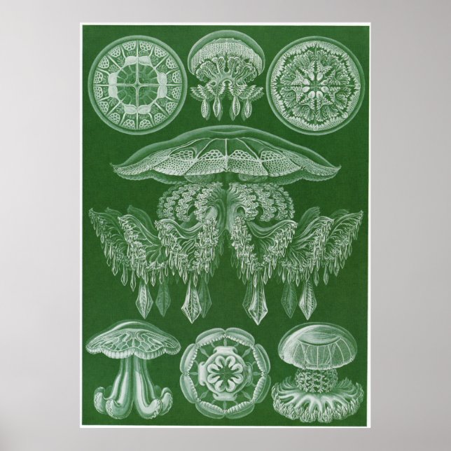 Ernst Haeckel Art Print: Discomedusae Poster (Framsidan)