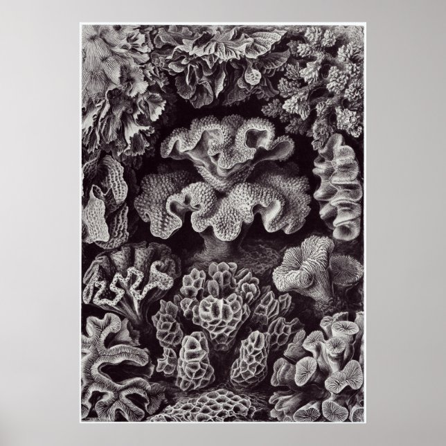 Ernst Haeckel Art Print: Hexacoralla Poster (Framsidan)