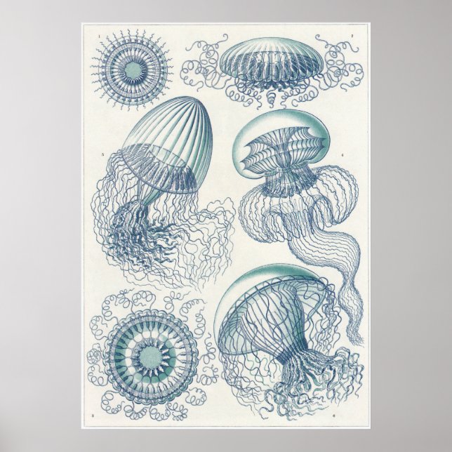 Ernst Haeckel Art Print: Leptomedusae Poster (Framsidan)