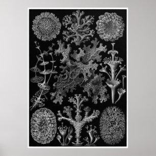 Ernst Haeckel Art Print: Lichenes Poster