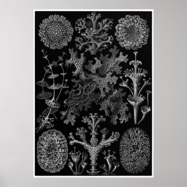 Ernst Haeckel Art Print: Lichenes Poster (Framsidan)