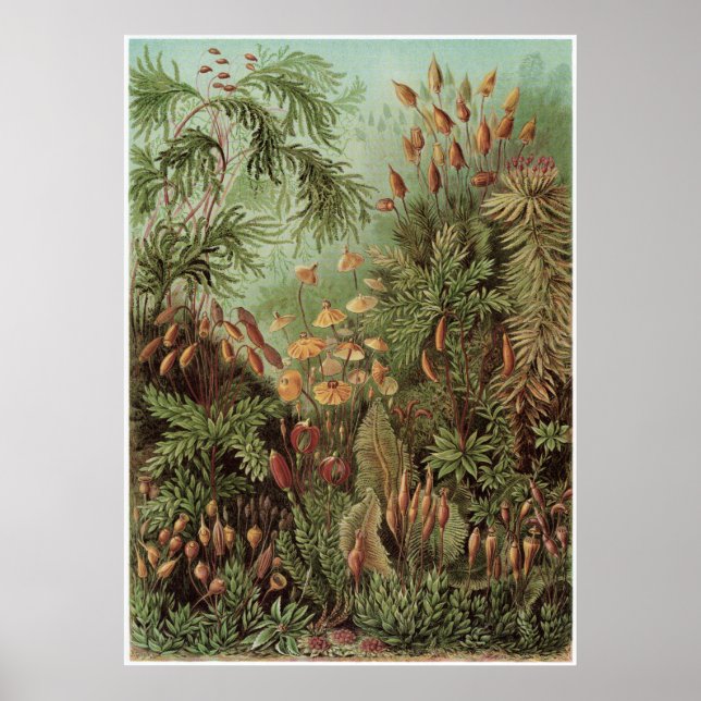 Ernst Haeckel Art Print: Muscinae Poster (Framsidan)