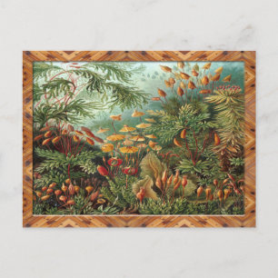 Ernst Haeckel Art Print:Muscinae Vykort