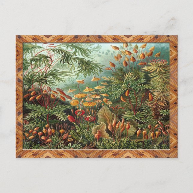 Ernst Haeckel Art Print:Muscinae Vykort (Framsida)