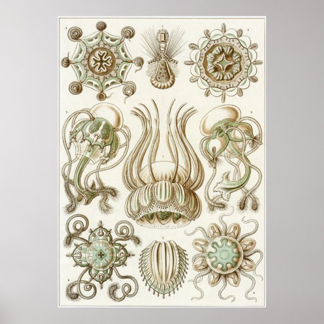 Ernst Haeckel Art Print: Narcomedusae Poster (Framsidan)
