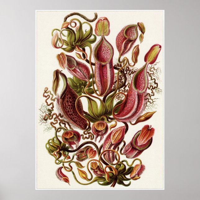 Ernst Haeckel Art Print: Nepenthaceae Poster (Framsidan)