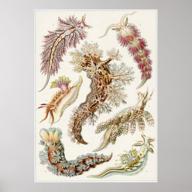 Ernst Haeckel Art Print: Nudibranchia Poster (Framsidan)