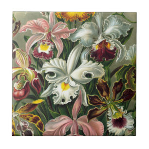 Ernst Haeckel Art Print:Orchidae Oncidiums, tulips Kakelplatta