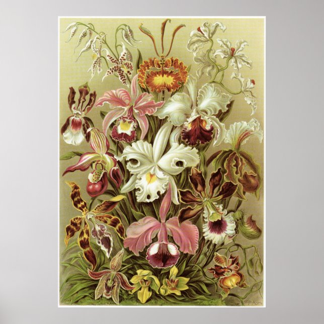 Ernst Haeckel Art Print: Orchidae Poster (Framsidan)