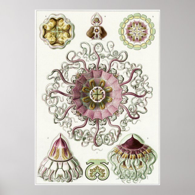 Ernst Haeckel Art Print: Peromedusae Poster (Framsidan)