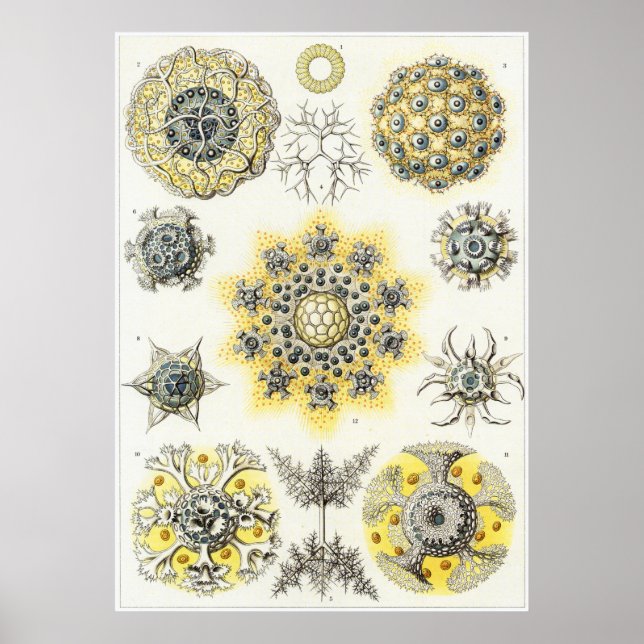 Ernst Haeckel Art Print: Polycyttaria Poster (Framsidan)