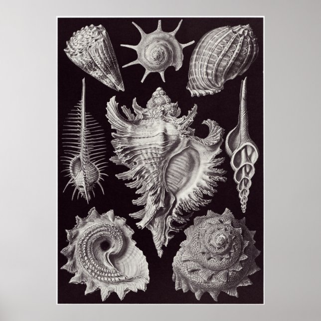 Ernst Haeckel Art Print: Prosobranchia Poster (Framsidan)