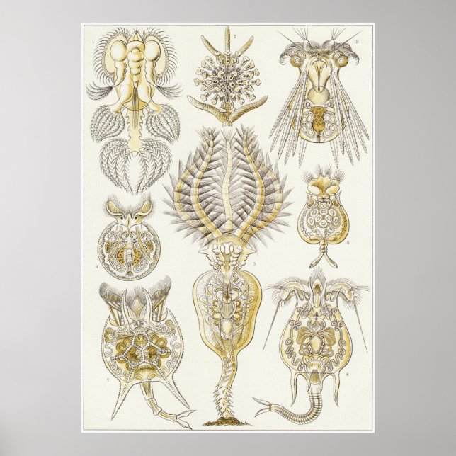 Ernst Haeckel Art Print: Rotatoria Poster (Framsidan)