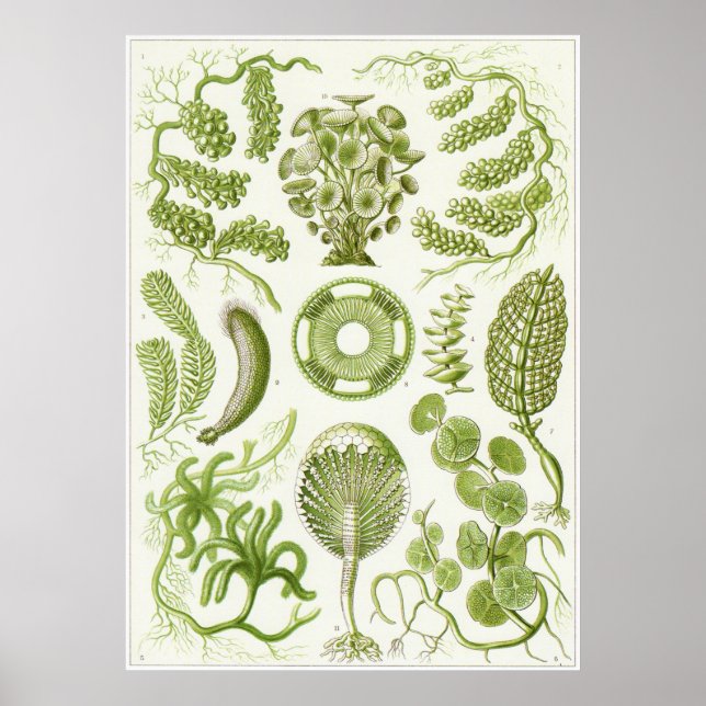 Ernst Haeckel Art Print: Siphoneae Poster (Framsidan)