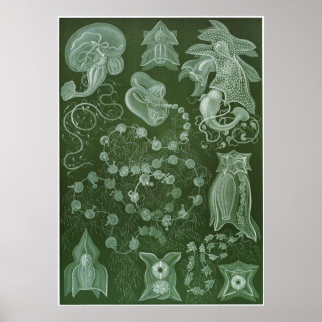Ernst Haeckel Art Print: Siphonophorae Poster (Framsidan)