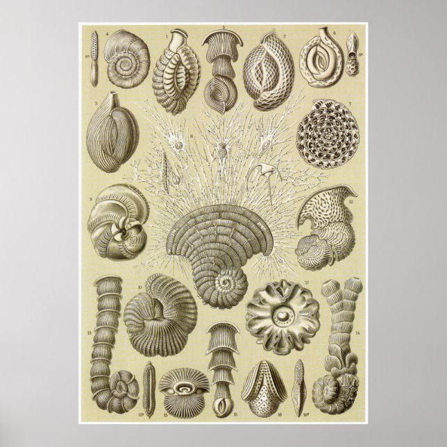 Ernst Haeckel Art Print: Thalamophora Poster (Framsidan)