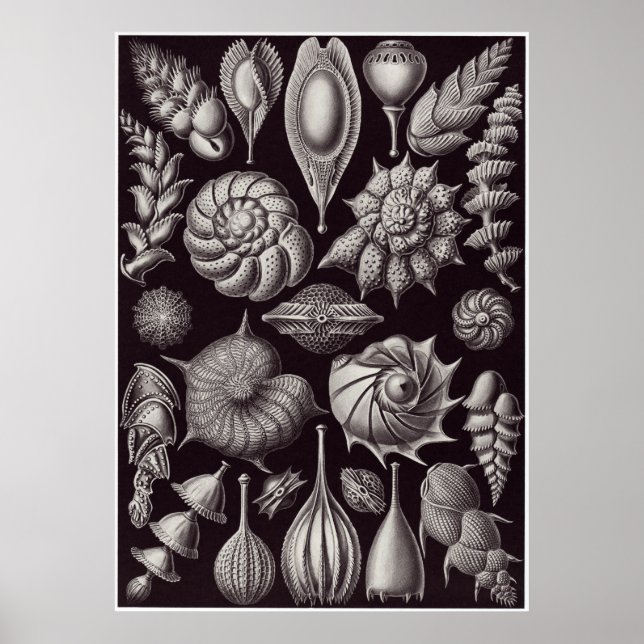 Ernst Haeckel Art Print: Thalamophora Poster (Framsidan)