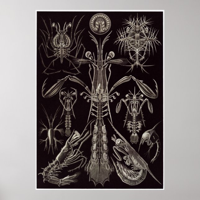 Ernst Haeckel Art Print: Thoracostraca Poster (Framsidan)