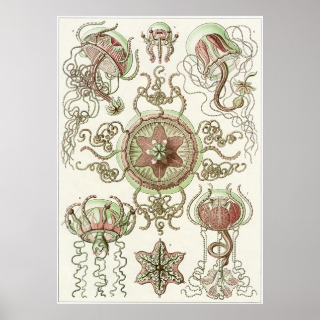 Ernst Haeckel Art Print: Trachomedusae Poster (Framsidan)