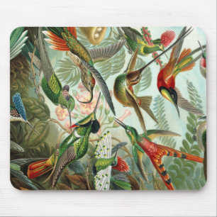 Ernst Haeckel Art Print: Trochilidae Musmatta
