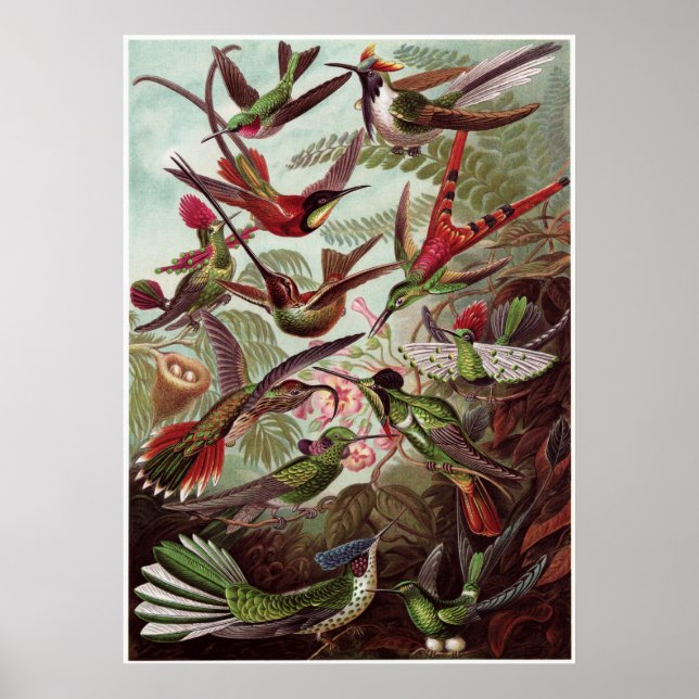 Ernst Haeckel Art Print: Trochilidae Poster (Framsidan)