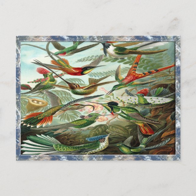 Ernst Haeckel Art Print: Trochilidae Vykort (Framsida)