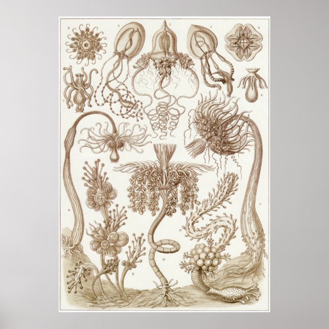 Ernst Haeckel Art Print: Tubulariae Poster (Framsidan)