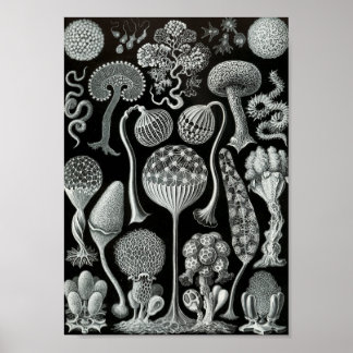 Ernst Haeckel Art Sea Life 11" x 8,5 Poster